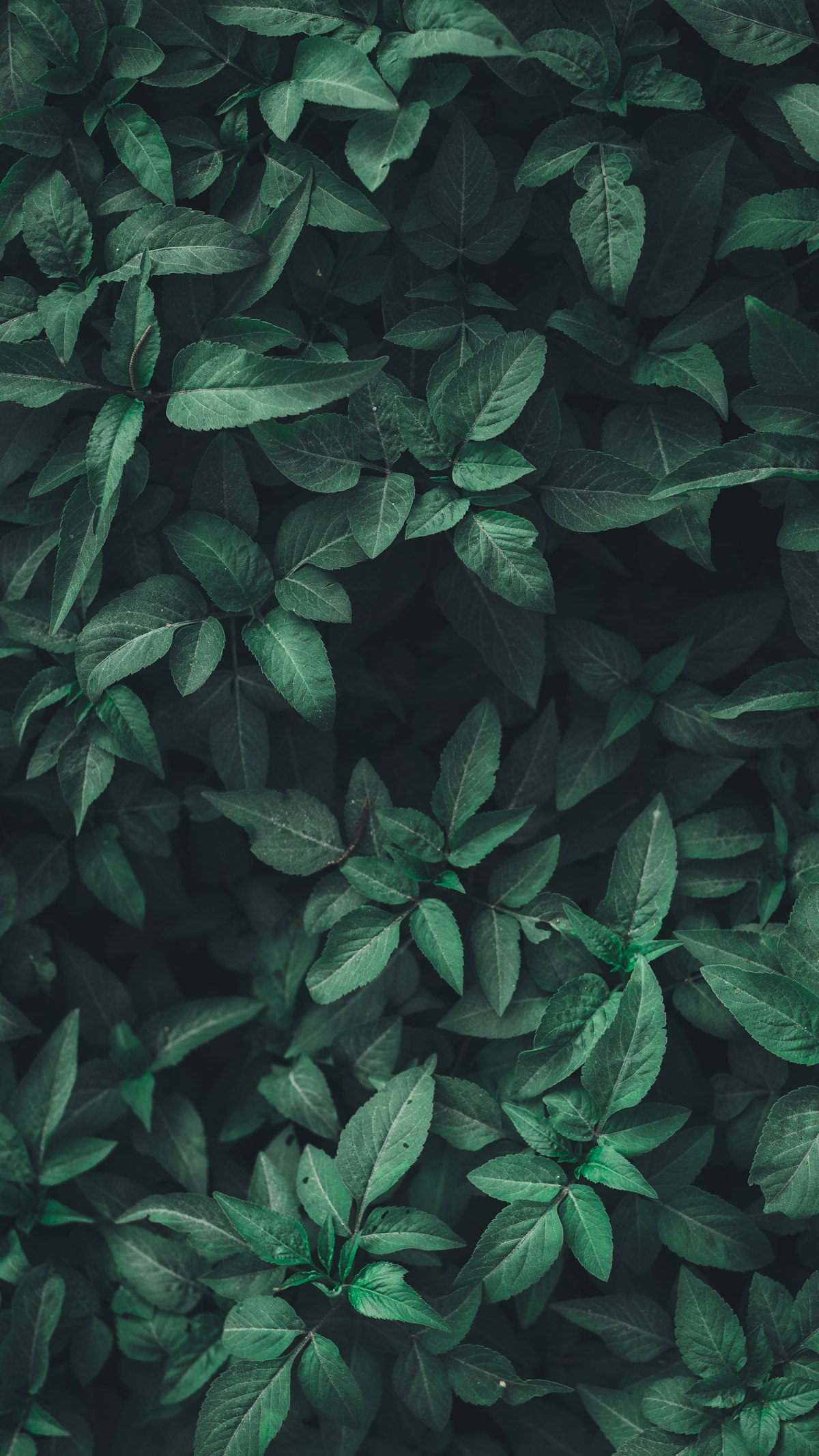 Zeleno lišće — priroda u srcu greenstorea